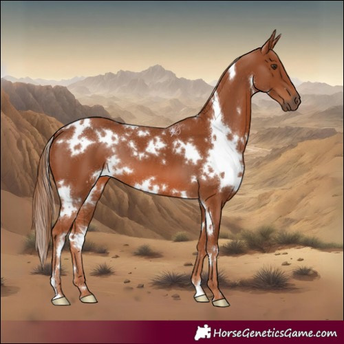 Horse Color:White Spotted Chestnut