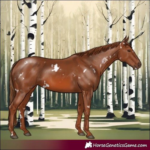 Horse Color:White Spotted Chestnut