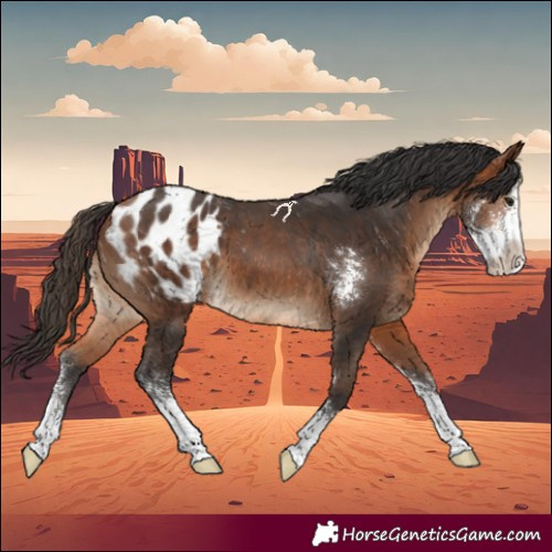 Horse Color:Bay Sabino Appaloosa