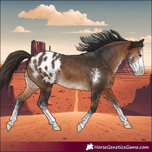 Horse Color:Bay Sabino Blanket 