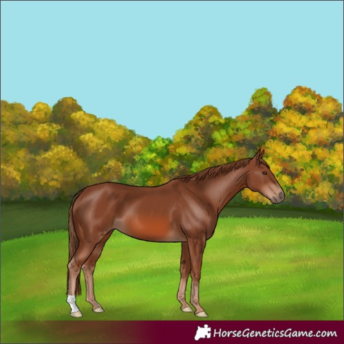 Horse Color:Chestnut 