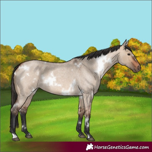 Horse Color:White Spotted Bay Roan Dun