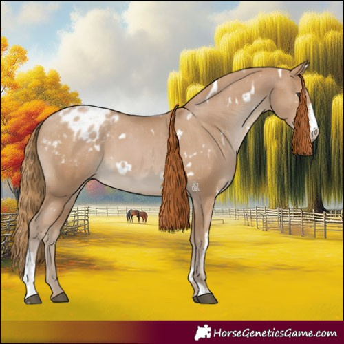 Horse Color:White Spotted Black Pearl Sabino Appaloosa