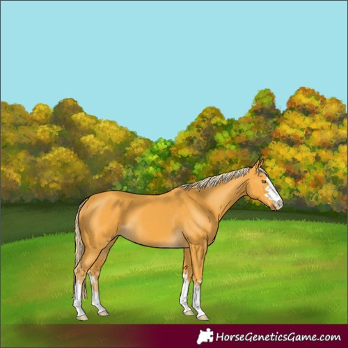 Horse Color:Palomino 