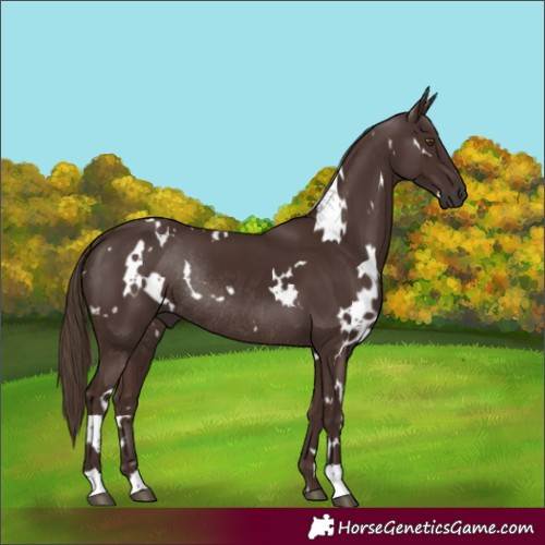 Horse Color:White Spotted Liver Chestnut Rabicano