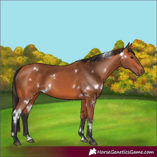 Horse Color:White Spotted Bay 