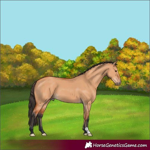 Horse Color:Bay Dun 