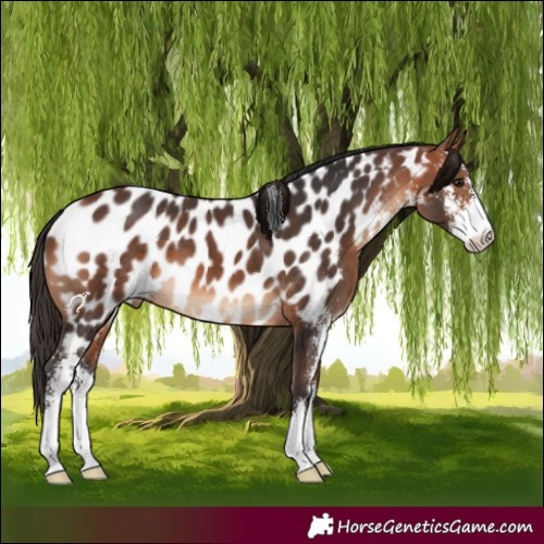 Horse Color:Bay Sabino Appaloosa 