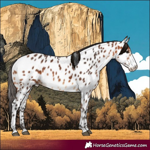 Horse Color:Bay Sabino Appaloosa 