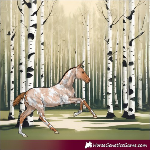 Horse Color:White Spotted Red Roan