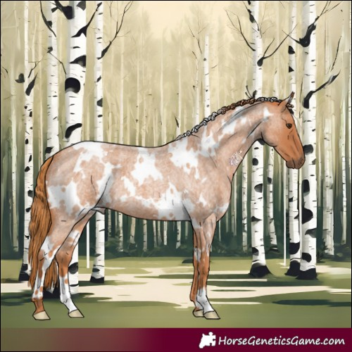 Horse Color:White Spotted Red Roan 