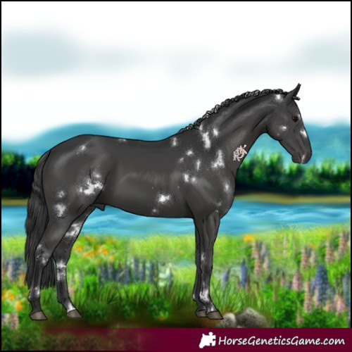 Horse Color:White Spotted Black 