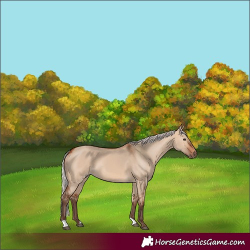 Horse Color:Silver Bay Dun 