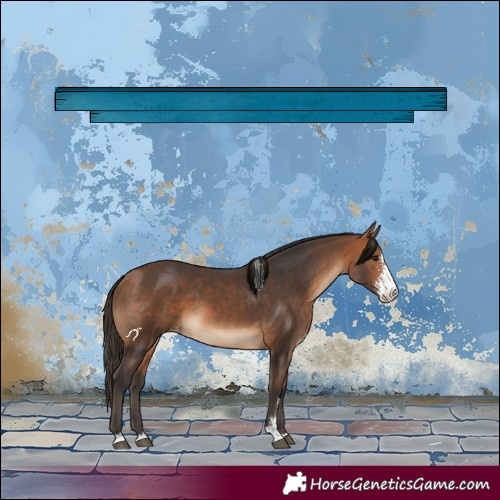 Horse Color:Bay Sabino Appaloosa