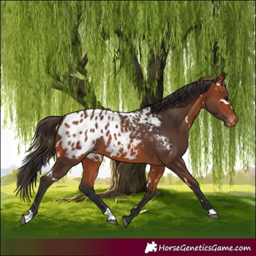 Horse Color:White Spotted Bay Appaloosa 