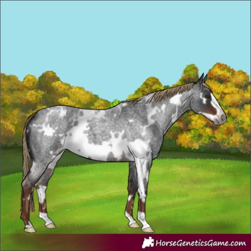 Horse Color:Gray White Spotted Liver Red Roan Frame 