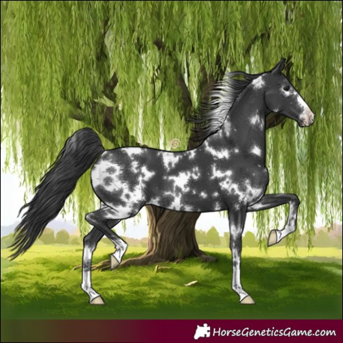 Horse Color:White Spotted Black