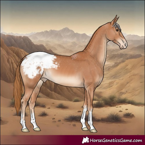 Horse Color:Chestnut Appaloosa 