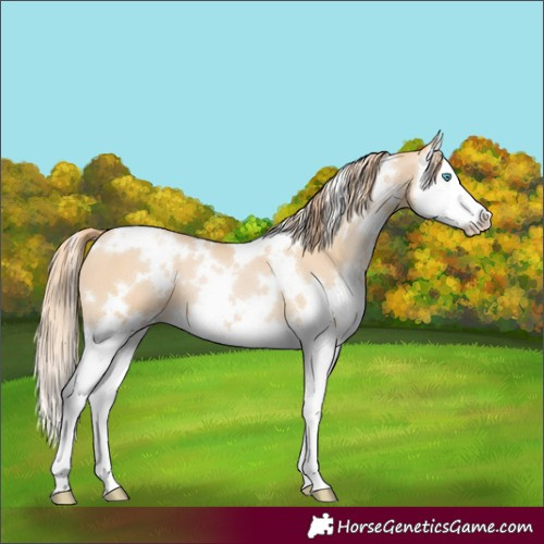 Horse Color:White Spotted Smoky Black Pearl Splash 