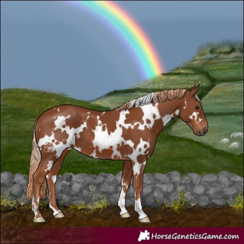 Horse Color:White Spotted Chestnut