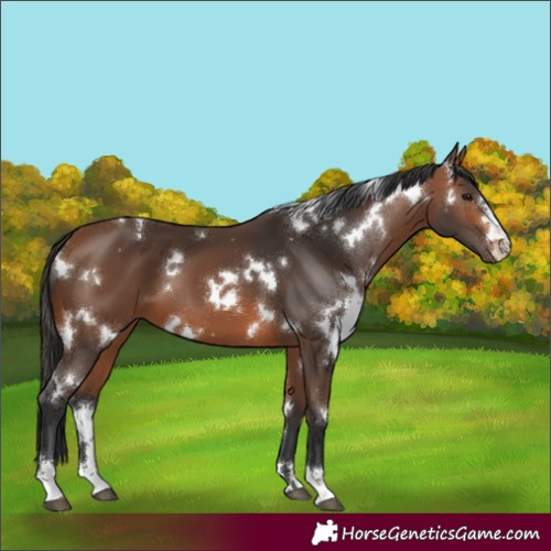Horse Color:White Spotted Bay 