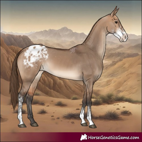 Horse Color:Bay Dun Sabino Appaloosa