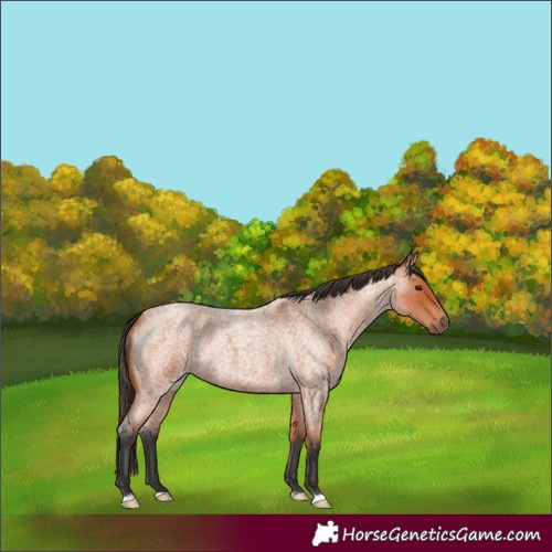 Horse Color:Bay Roan