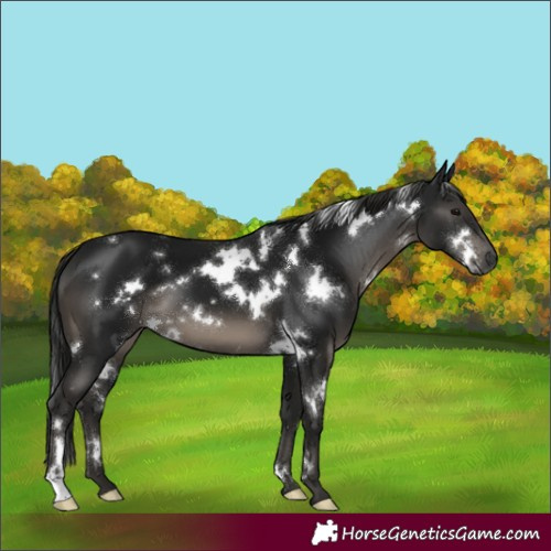 Horse Color:Gray White Spotted Black