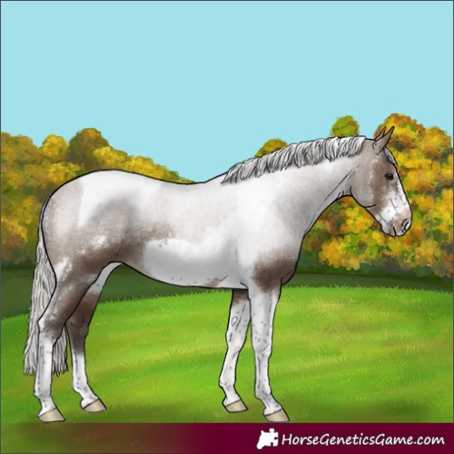Horse Color:Silver Brown Dun Sabino Tobiano Frame Rabicano