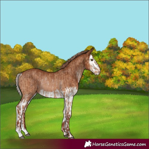 Horse Color:Red Dun Sabino Rabicano  and Chestnut Sabino Splash Rabicano 