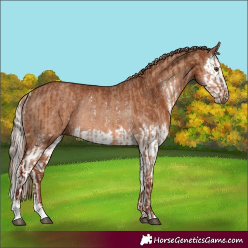 Horse Color:Red Dun Sabino Rabicano  and Chestnut Sabino Splash Rabicano 