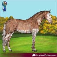 Horse Color:Red Dun Sabino Rabicano  and Chestnut Sabino Splash Rabicano 