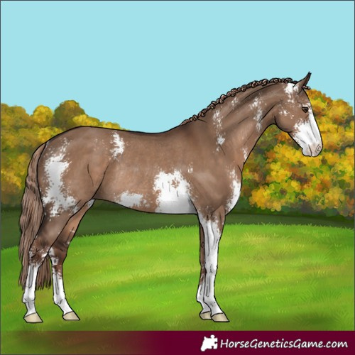 Horse Color:Liver Red Dun Sabino Rabicano 