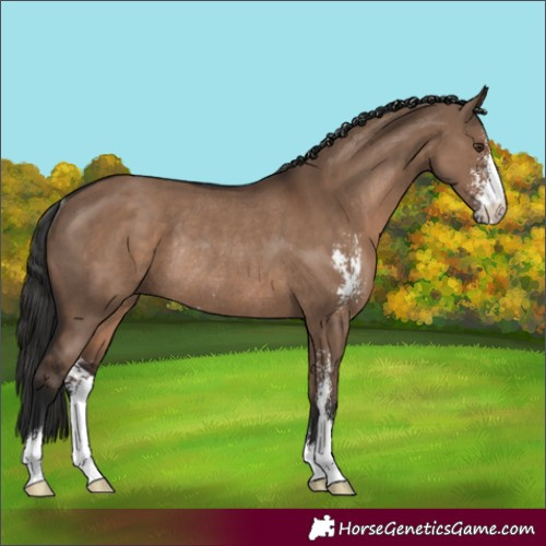 Horse Color:Liver Red Dun Sabino Rabicano 