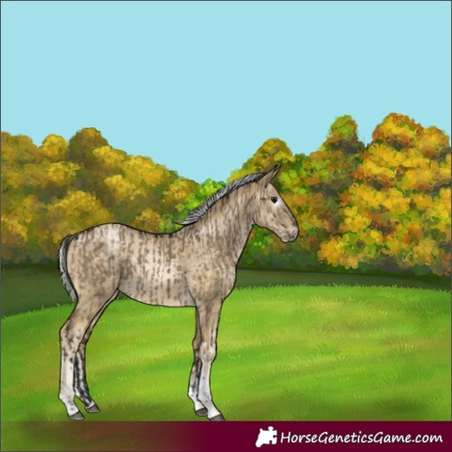Horse Color:Gray Brown Dun Tobiano and Silver Buckskin Pearl Sabino