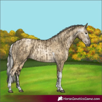 Horse Color:Gray Brown Dun Tobiano  and Silver Buckskin Pearl Sabino Tobiano 