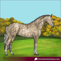 Horse Color:Gray Brown Dun Tobiano and Silver Buckskin Pearl Sabino
