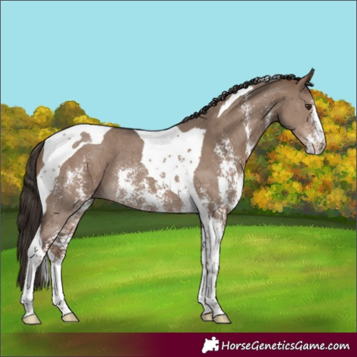 Horse Color:Liver Red Dun Sabino Tobiano Rabicano 