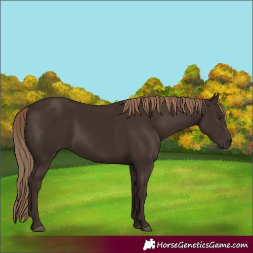 Horse Color:Liver Chestnut
