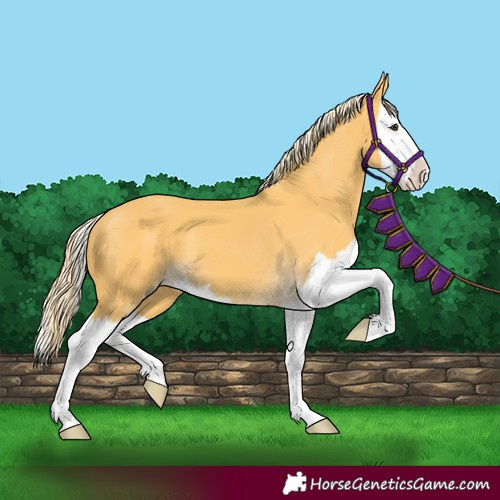 Horse Color:Unknown 