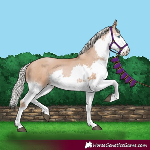 Horse Color:Unknown 