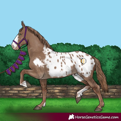 Horse Color:Liver Red Dun Sabino Appaloosa Rabicano