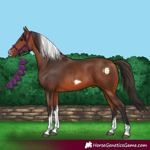 Horse Color:Bay Tobiano Frame 