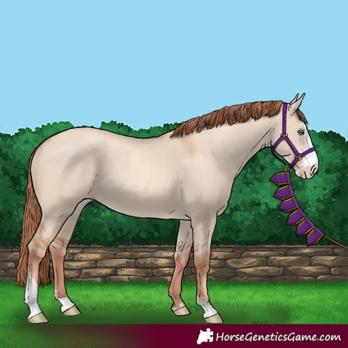 Horse Color:Gold Champagne Dun Sabino