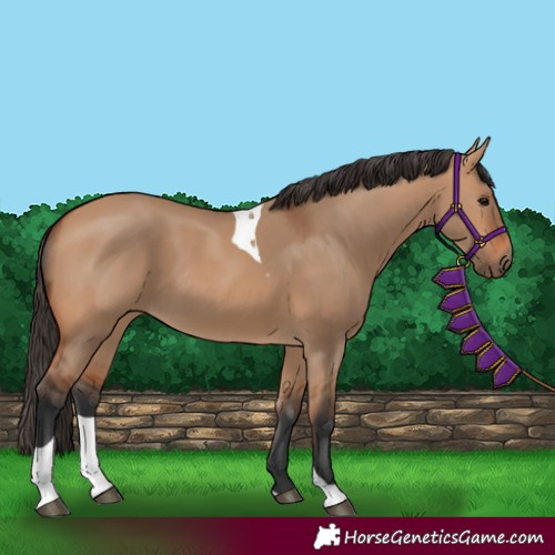 Horse Color:Bay Dun Tobiano 