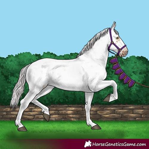 Horse Color:Silver Brown Dun Sabino Frame Rabicano