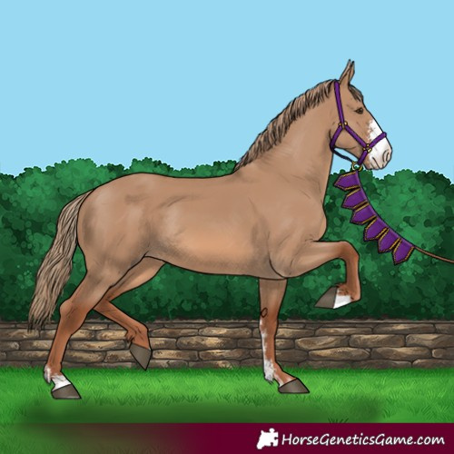 Horse Color:Red Dun Sabino Rabicano