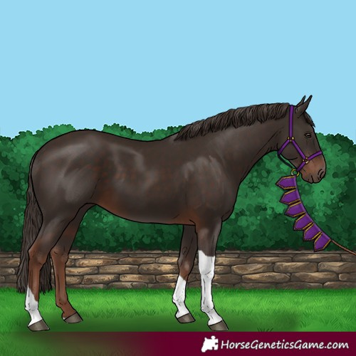Horse Color:Liver Chestnut Tobiano 