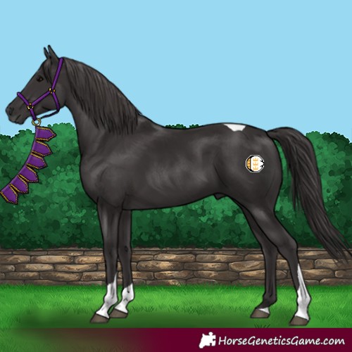 Horse Color:Smoky Black Tobiano