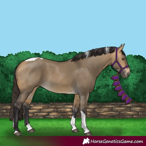 Horse Color:Buckskin Dun Tobiano